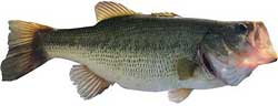 Lake Oconee Popular Fish - Largemouth Bass