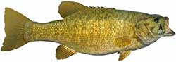 Tims Ford Lake Popular Fish - Smallmouth Bass
