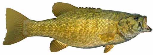 North Carolina Smallmouth Bass