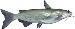 Hoover Reservoir Popular Fish - Channel Catfish