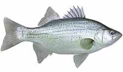 Lake Pleasant Popular Fish - White Bass