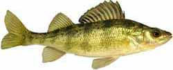 Cascade Reservoir Popular Fish - Yellow Perch