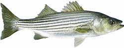 Clarks Hill Lake Popular Fish - Striped Bass