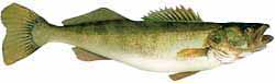 Lake Milton Popular Fish - Walleye
