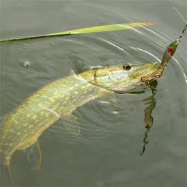 Northern Pike in AK