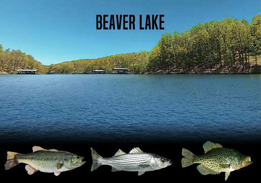 Fishing Report Beaver Lake, AR