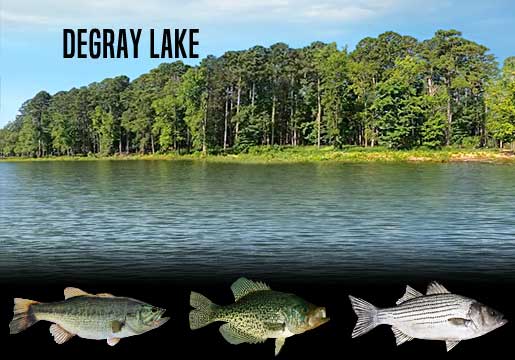 Fishing Report DeGray Lake, AR