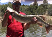 Northern Pike in AZ