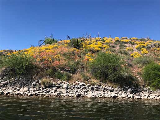 Typical Apache Lake Rocky Shoreline