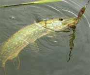 Northern Pike in AZ