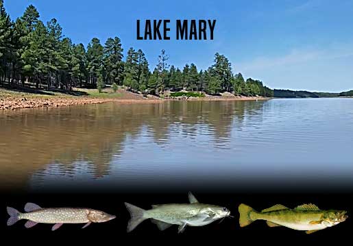 Fishing Report Lake Mary, AZ