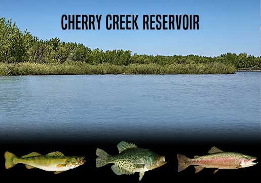 Fishing Report Cherry Creek Reservoir, CO
