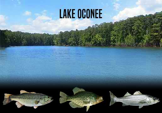 Fishing Report Lake Oconee, GA