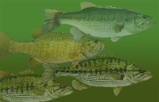 Largemouth, Smallmouth, Spotted and Redeye Bass