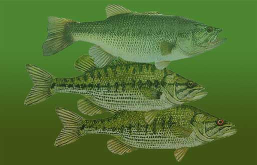 Largemouth, Spotted and Redeye Bass