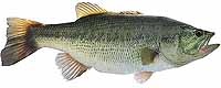 Largemouth Bass