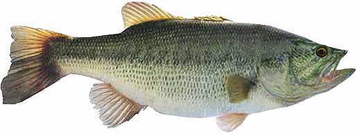 Largemouth Bass