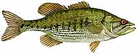 Redeye Bass