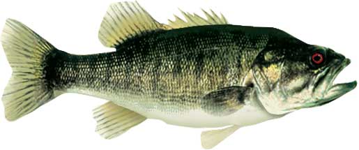 Shoal Bass
