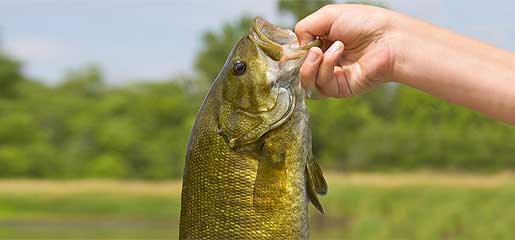 Smallmouth bass from Lake Erie