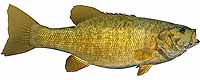 Smallmouth Bass