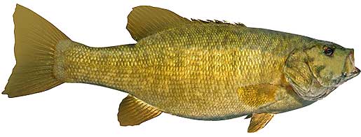 Smallmouth Bass