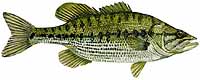 Spotted Bass