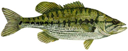 Spotted Bass