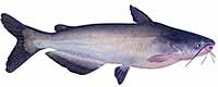 Blue Catfish
