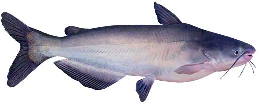 Blue Catfish