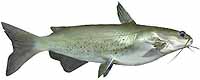 Channel Catfish