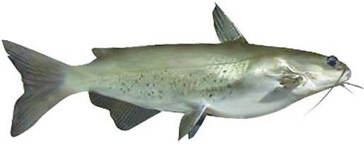 Channel Catfish