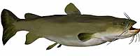 Flathead Catfish