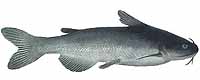 White Catfish