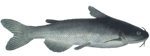 White Catfish