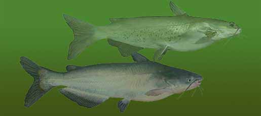 Channel & Blue Catfish
