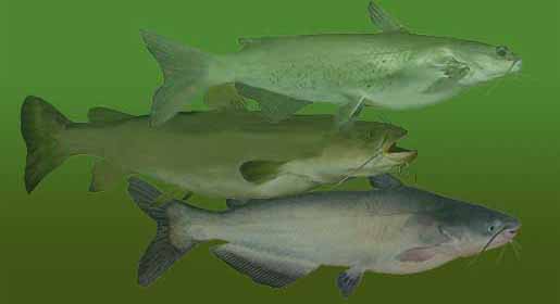 Channel, Flathead and Blue Catfish