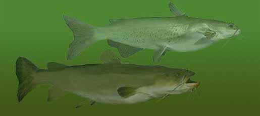 Channel & Flathead Catfish