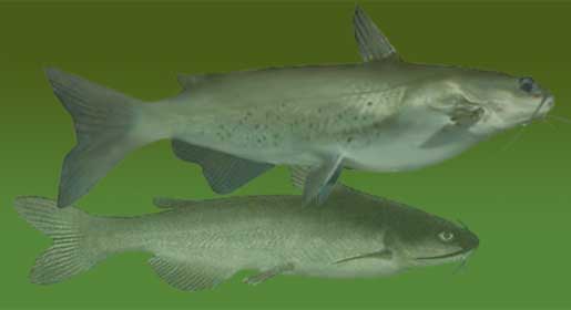 Channel & White Catfish