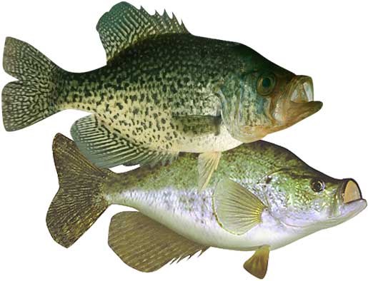 Fishing For Crappie