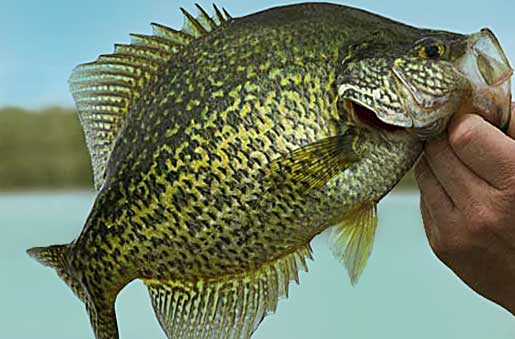 Crappie Fishing