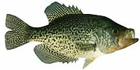 Black Crappie