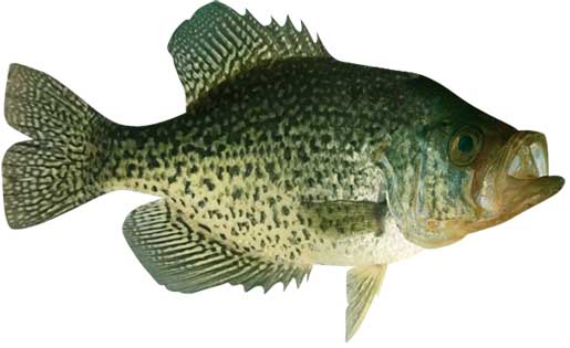 Black Crappie