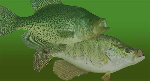 Black & White Crappie