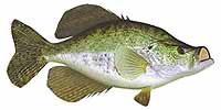 White Crappie