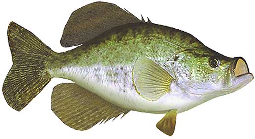 White Crappie