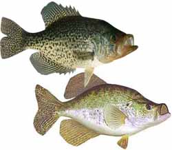Caney Creek Reservoir Popular Fish - Crappie