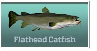 Flathead catfish