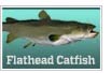 Flathead catfish