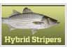 Hybrid Striped Bass